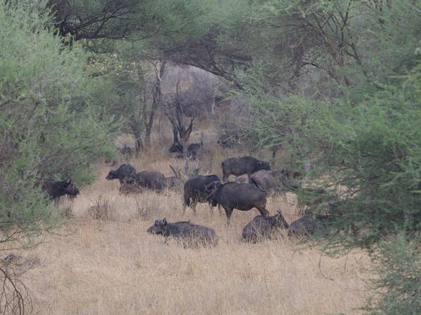 <h3><a href="/trips/tanzania/biota/animalia/chordata/mammalia/artiodactyla/bovidae/syncerus caffer/syncerus caffer-nl.html">Syncerus&nbsp;caffer</a> / African&nbsp;buffalo / Afrikaanse&nbsp;buffel</h3>OM-1 Mark II met OLYMPUS M.150-400mm F4.5, 1/2000 sec  bij F4.5, ISO 1600, afstand 146&nbsp;m